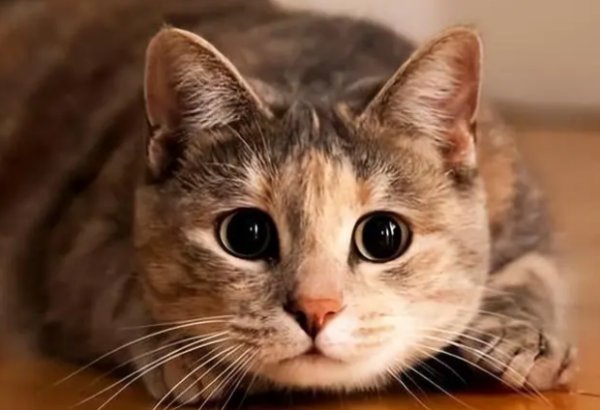 The four most disgusting behaviors for cats, don’t let cats hate you inadvertently