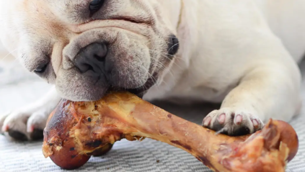 For dogs, they are 8 kinds of foods that are 